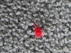 Trombidium holosericeum