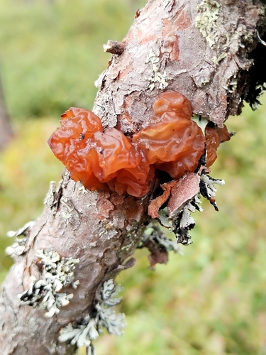 pine jelly