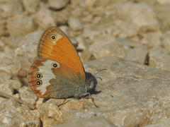 Coenonympha arcania