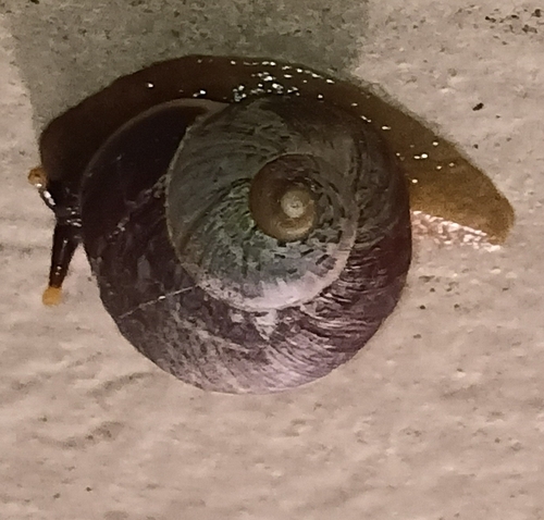 Acavus haemastoma