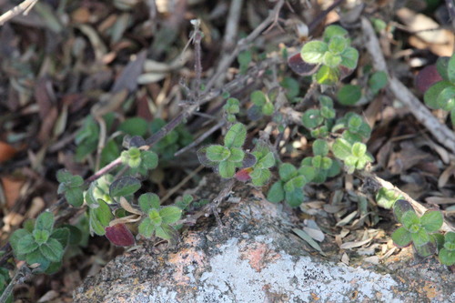 Barleria obtusa, 2026-08-14