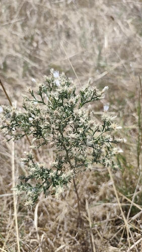 diffuse knapweed
