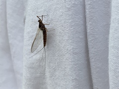 Leptophlebia