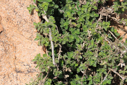 Barleria obtusa, 2026-08-14
