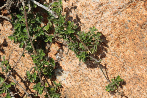 Barleria obtusa, 2026-08-14