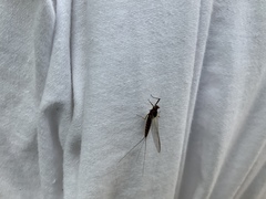 Leptophlebia