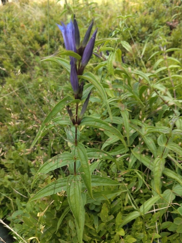 willow gentian