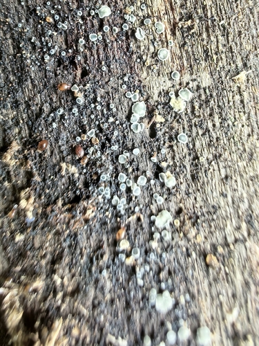 common grey disco