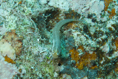 Ecsenius yaeyamaensis