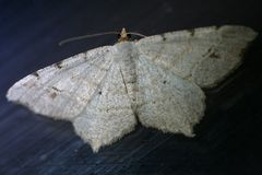 Macaria aequiferaria