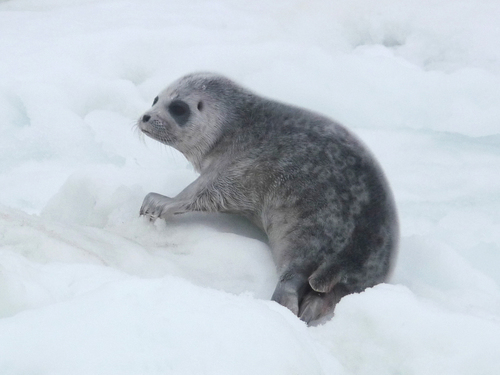 Ringed Seal