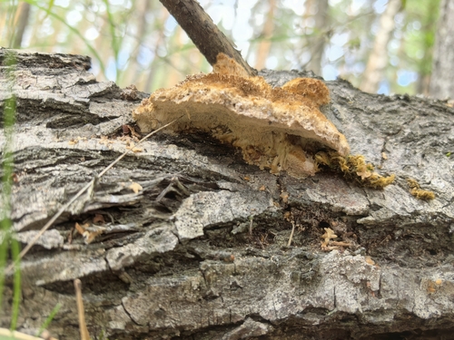 Coriolopsis trogii