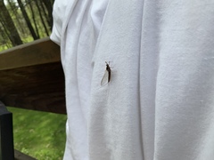 Leptophlebia