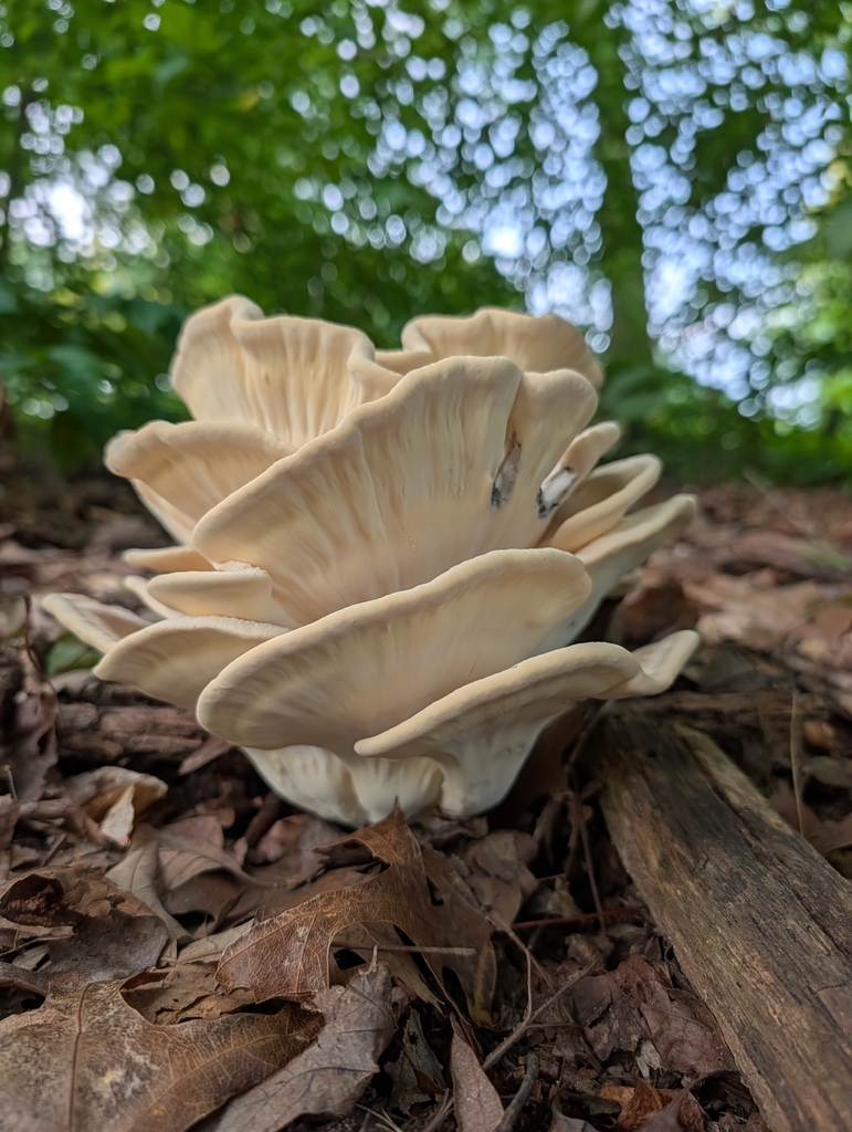 Black-staining Polypore · August 2026 · photo: Photo: no rights reserved · iNaturalist