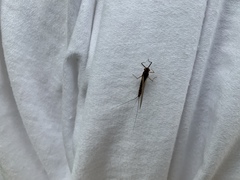 Leptophlebia