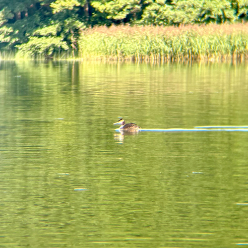 Great Crested Grebe