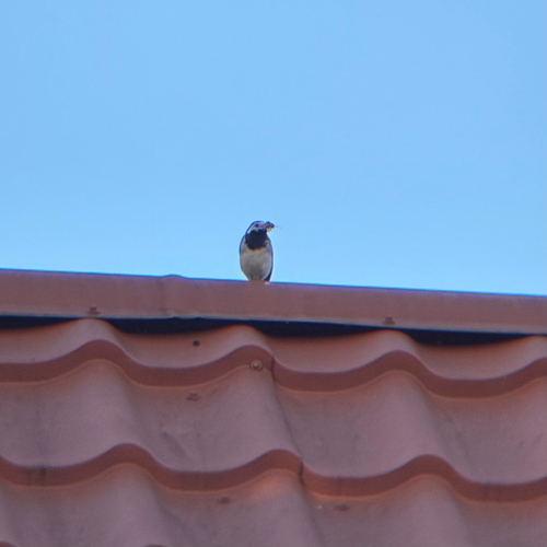 White Wagtail