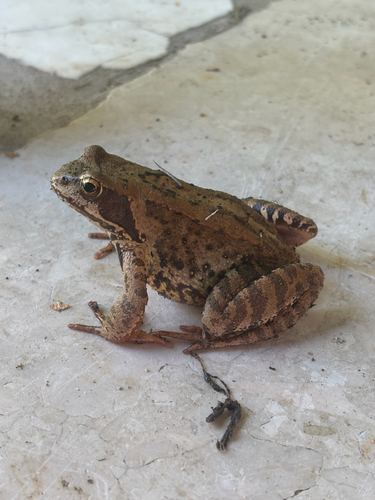 European Common Frog