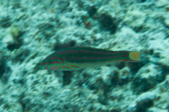 Thalassoma quinquevittatum