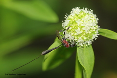 Gasteruption varipes