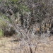 Acacia horrida