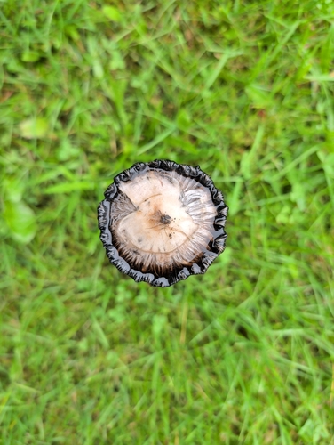 Shaggy Mane