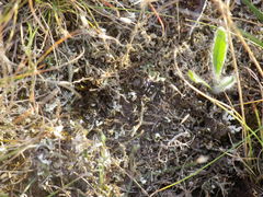 Latrodectus tredecimguttatus