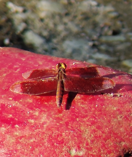 Russet Percher