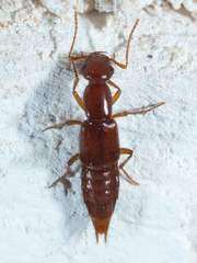 Biocrypta prospiciens