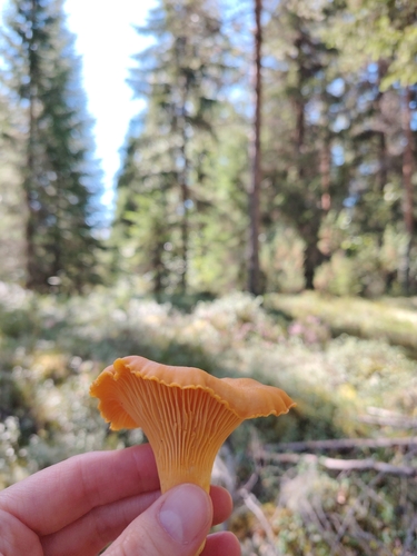 Golden Chanterelle