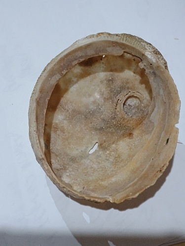 Circular ear shell