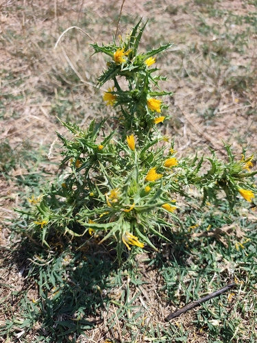 common golden thistle