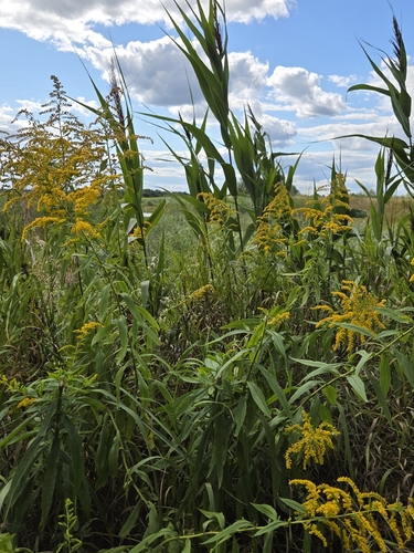 Canada goldenrod