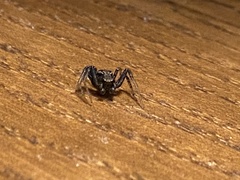 Thomisidae
