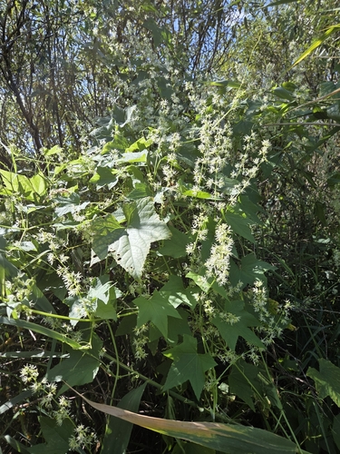 prickly cucumber
