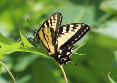 Papilio canadensis × glaucus