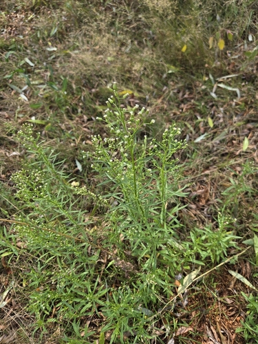 horseweed