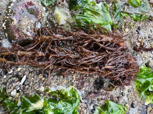 Cumagloia andersonii observed 2026-08-13