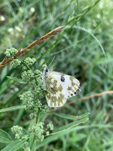 Eastern Bath White