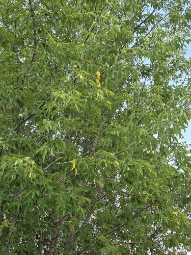 box elder
