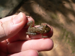 Scinax x-signatus