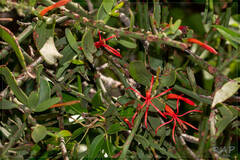 Ligaria cuneifolia