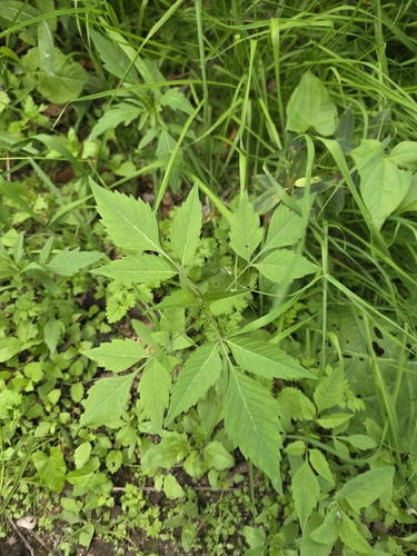 Devil's Beggarticks