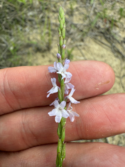 Verbena simplex, photograph (c) carter, some rights reserved (CC BY)