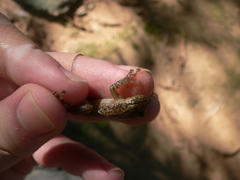 Scinax x-signatus