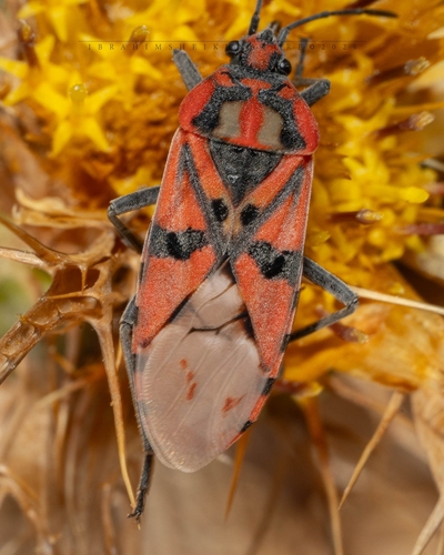 Indian Milkweed Bug