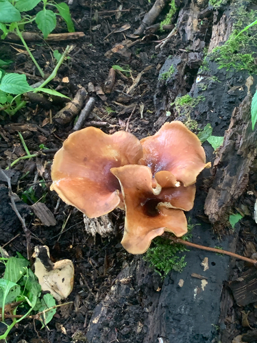 Bay Polypore