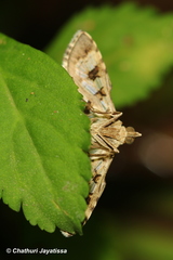 Sameodes