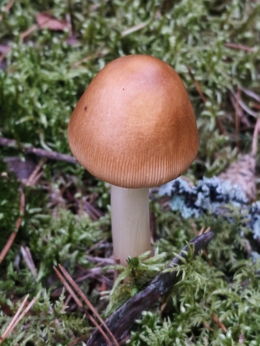 Tawny Grisette