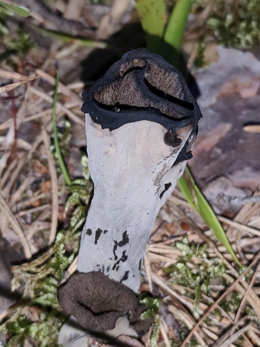 Horn-of-plenty